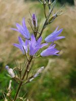 Wiesen-Glockenblumen-Samen, Wildpflanze, Bienenweide Bayern - Mömbris Vorschau