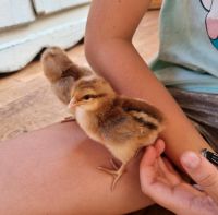 Küken Bielefelder Kennhuhn Kennhühner Huhn Hühner Hühnerkükenu Baden-Württemberg - Neukirch Vorschau