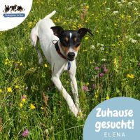 ELENA Ratonero Bodeguero Andaluz Terrier Hündin Tierschutz Hund Baden-Württemberg - Lahr (Schwarzwald) Vorschau