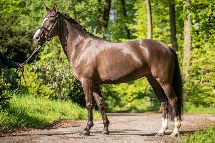 5-jähriges Deutsches Reitpony, Stute, Dressur, Freizeit in Werther (Westfalen)