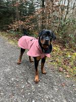 Hundemantel von Emmy&Pepe Baden-Württemberg - Leinfelden-Echterdingen Vorschau