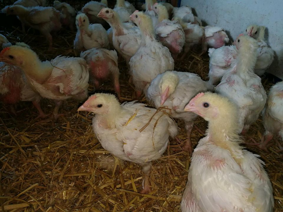 Huhn-Hühner-Hahn-Hennen Sussex, Maran, Grünleger, Leghorn........ in Dresden