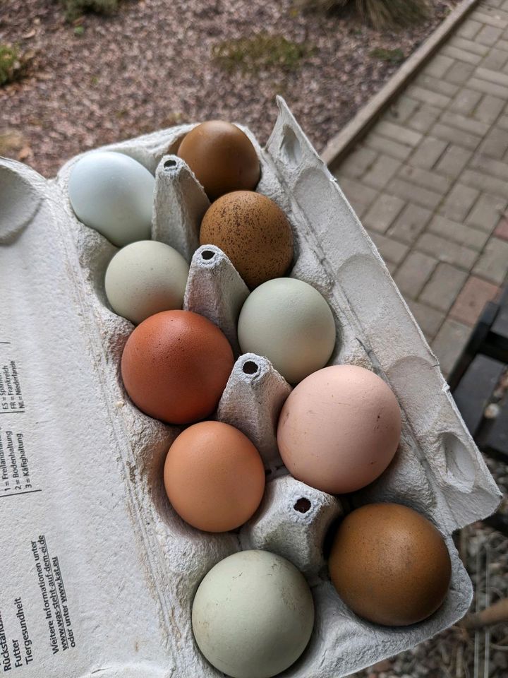 Frische Eier von glücklichen Hühnern (Bio Fütterung) in Rosenow