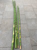 Bambus ca 250cm Nordrhein-Westfalen - Gütersloh Vorschau