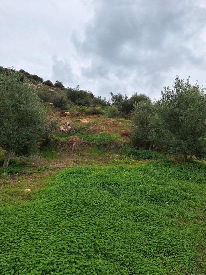 Kreta Kouses 4 Grundstücke mit Bauvorbescheid zum Verkaufen in Leipzig