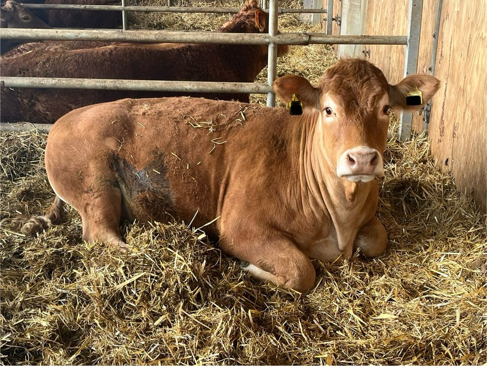 Limousin Rind Färse weiblich Kuh Absetzer in Wetter (Hessen)