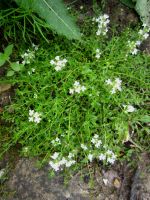 Teppich-Thymian Thymus serpyllum 'Albus' Weißer Sandthymian Hessen - Liebenau Vorschau