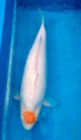 Torazo Tancho, female, 66 cm, Gosai, Koi Bayern - Mainburg Vorschau