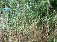 Schilf Röhricht Gartenteich Teich Gras Bepflanzung Pflanze Thüringen - Nordhausen Vorschau