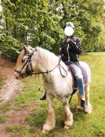 -RESERVIERT-Tinker Wallach Freizeitpferd Geländepferd Niedersachsen - Stuhr Vorschau