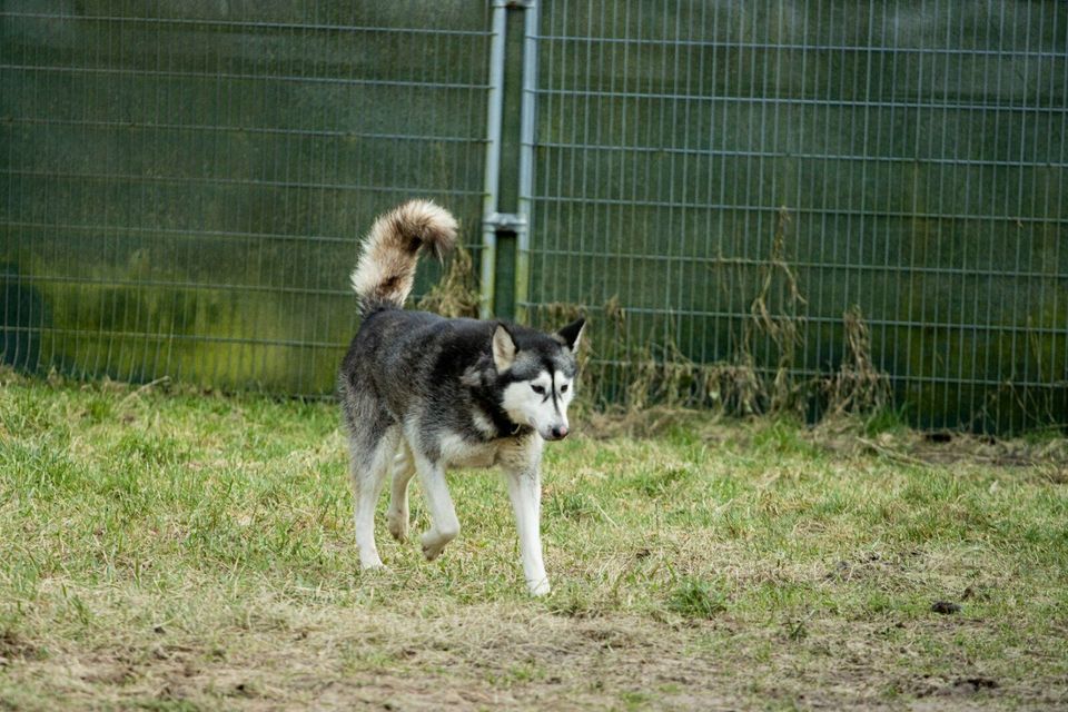 Aika - Huskyhündin sucht ihr zu Hause in Bremervörde