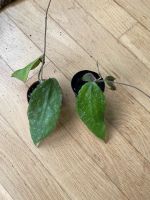 Hoya Caudata big green leaf/ Zimmerpflanze Kr. München - Unterschleißheim Vorschau