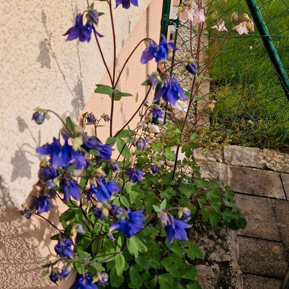 Blumensamen zu verschenken in Eggolsheim