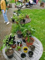 Pflanzen | Setzlinge  abzugeben (Gemüse, Kräuter, Blumen) Baden-Württemberg - Offenburg Vorschau