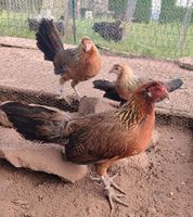 Javanesische Zwerghühner Hennen, Grünleger Hessen - Schlitz Vorschau