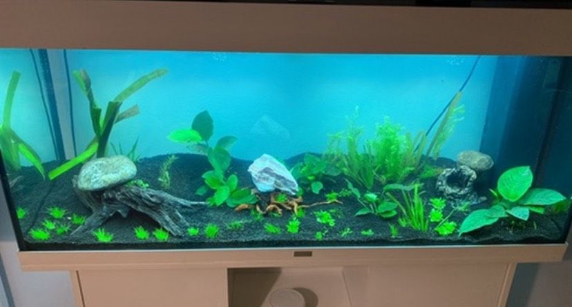 Juwel Aquarium 240 l in Büchen