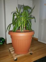 Yucca Palme zu Verkaufen inkl Topf Baden-Württemberg - Baindt Vorschau