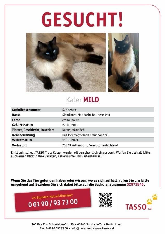 Vermisst wird Kater Milo aus Wittenborn in Wittenborn