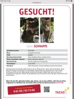 Katze Kater Schnappi vermisst entlaufen in Einen! Seit 12.2.2019. Nordrhein-Westfalen - Warendorf Vorschau