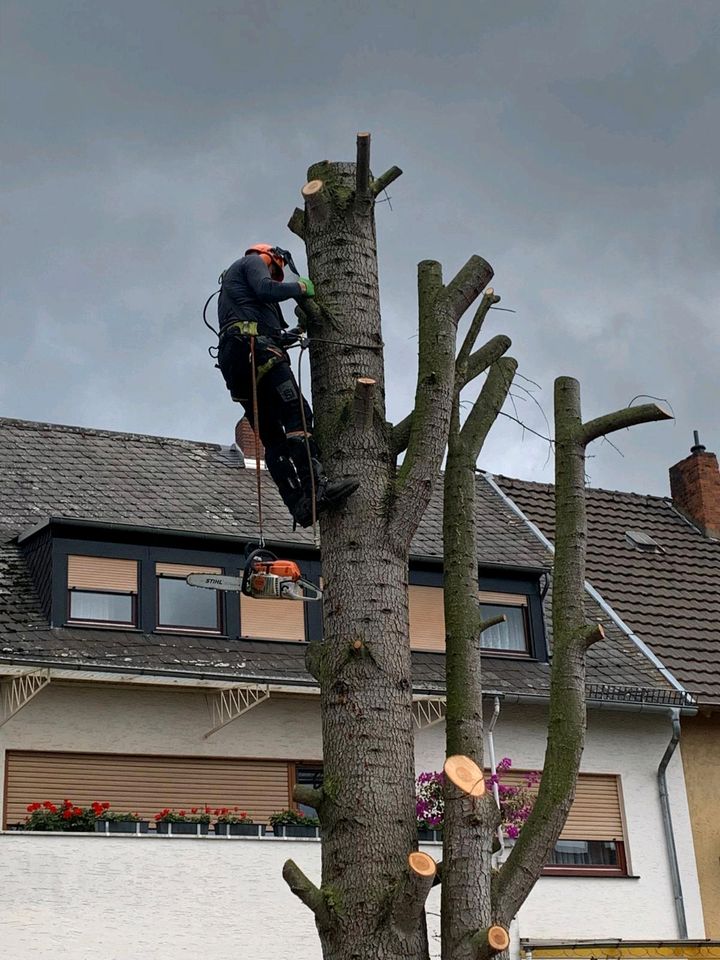 Baumfällung und Gartenpflege in Lahnstein