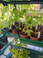 Tomaten Physalis mex. Mini-Gurken Paprika Chili abzugeben Bayern - Bad Tölz Vorschau