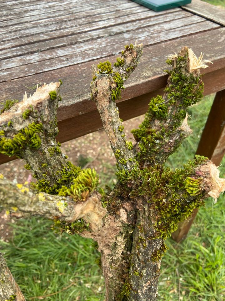 Baumstamm Holzstamm Ast Holzdekoration Terrarium in Lebach