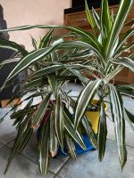 Drazaena Dracaena Drachenpalme Zimmerpflanze pflegeleicht luftrei Nordrhein-Westfalen - Bergheim Vorschau