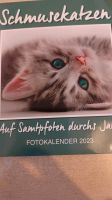 Zu verschenken Katzenbilder Niedersachsen - Giesen Vorschau