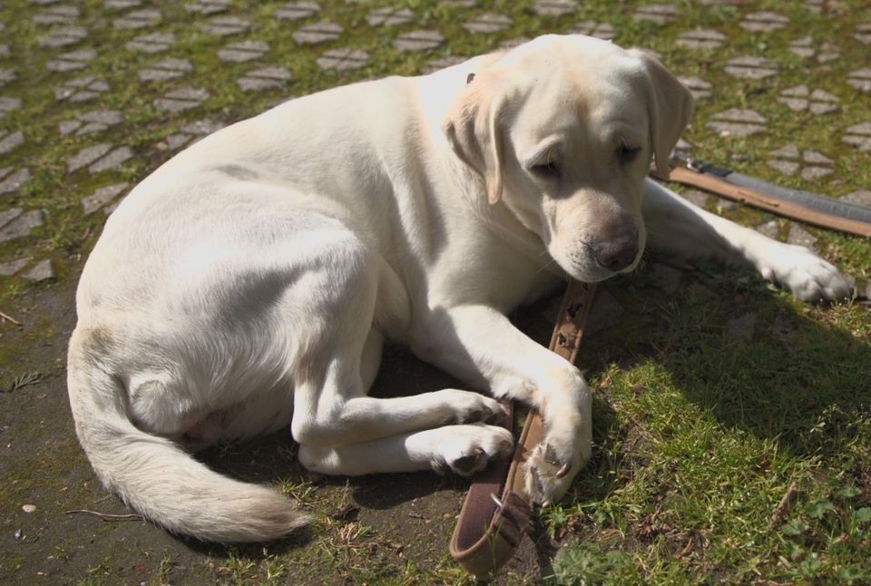 Labrador Hündin 4 Jahre jung mit Ahnentafel in Laudenbach