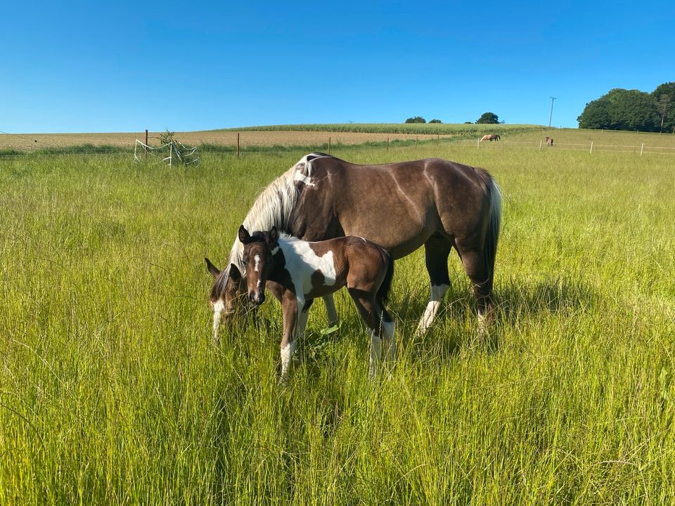 Wendige Paint Horse Stute, Tobiano, * 05/2023 in Preußisch Oldendorf