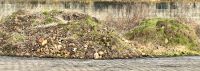 Kartoffelsteine Steine Feldsteine Niedersachsen - Harsefeld Vorschau