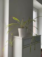 Grünlilie Pflanze mit Übertopf Altona - Hamburg Lurup Vorschau