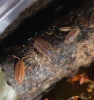 15x Porcellio scaber Rusty Asslen Schleswig-Holstein - Raisdorf Vorschau