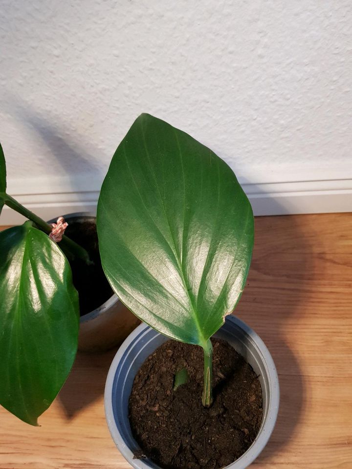 Philodendron Monstera estrago Ableger Zimmer pflanze grün im Topf in Leipzig