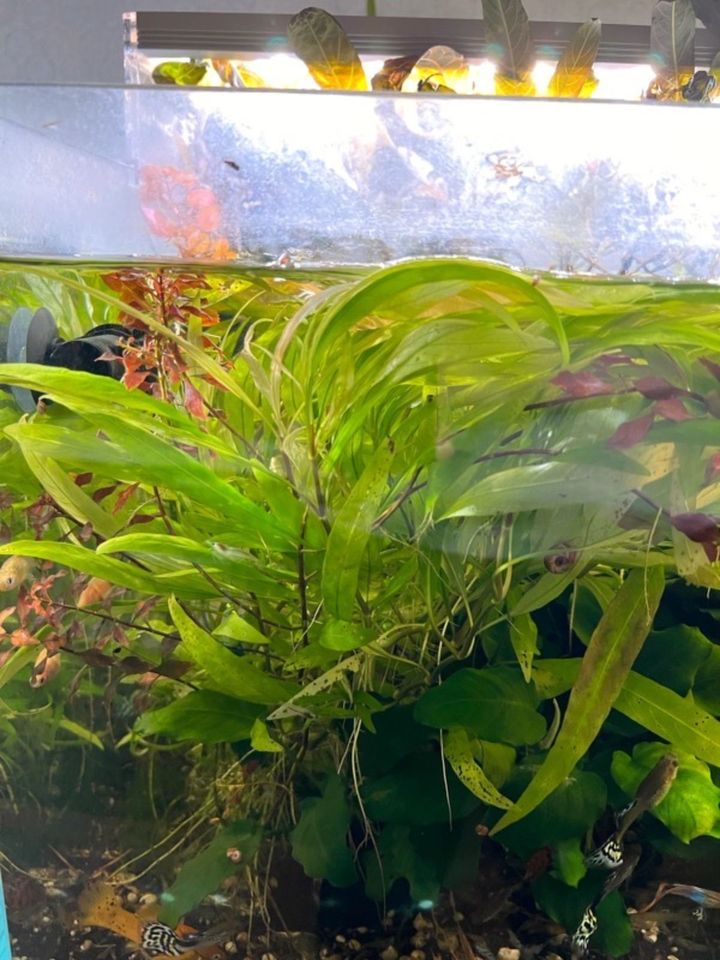 Großer Wasserfreund - Hygrophila corymbosa (Aquarienpflanze) in Rüthen