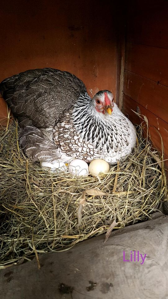 Zwergwyandotten Bruteier 10 Brut Eier Zwerg Wyandotten Huhn in Nordholz