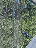 Halsbandsittich henne Baden-Württemberg - Kraichtal Vorschau