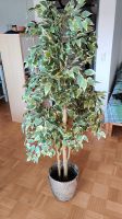 Ficus Benjamini Topfpflanze Kunstblume Zimmerpflanze Übertopf Nordrhein-Westfalen - Sankt Augustin Vorschau