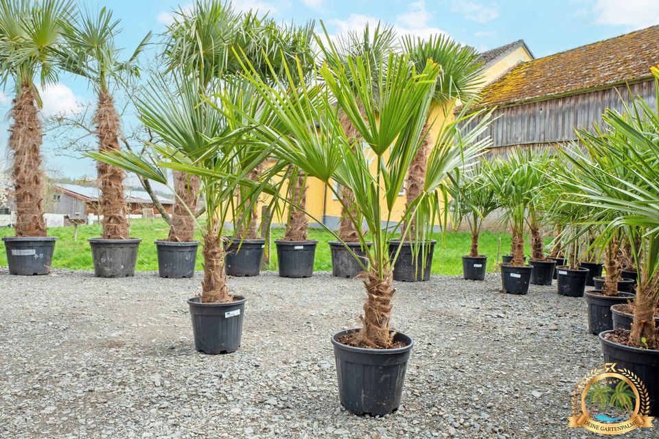 Trachycarpus Fortunei 130cm große Hanfpalme mit Pflanzenpass in Parkstein