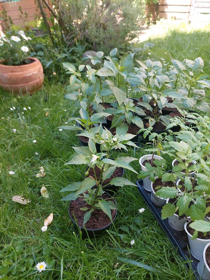 Verschiedene Sorten Chilipflanzen und Tomatenpflanzen in Heidelberg