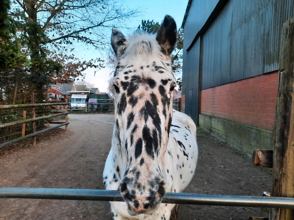 Pony Pflegebeteiligung in Heist