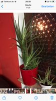 Sehr große Aloe Vera Heilpflanze immergrün pflegeleicht Baden-Württemberg - Schömberg Vorschau