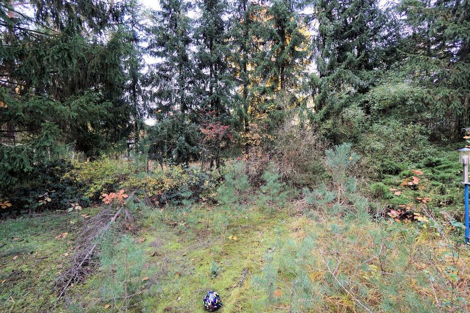 Ein großes Baugrundstück in der Waldgemeinde Borkheide in Borkheide