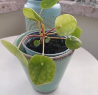 Pilea Pflanze Kreis Pinneberg - Elmshorn Vorschau