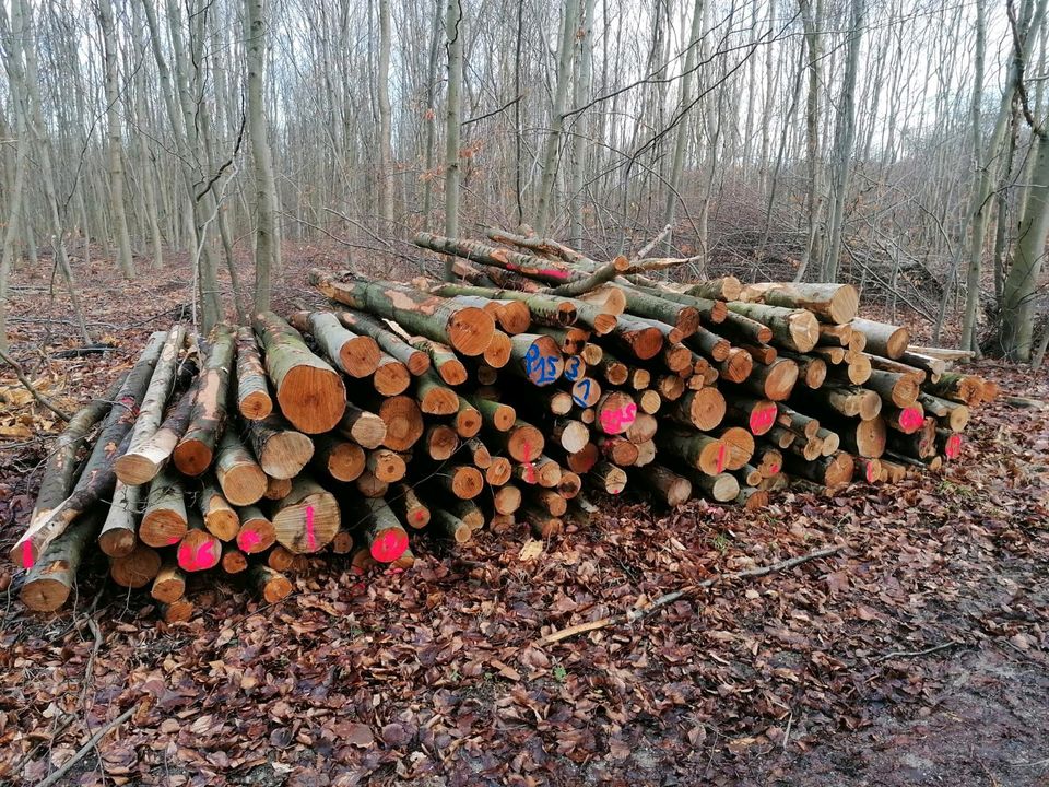 Brennholz Buche/Esche frisch/ nicht sofort brennbar! in Harsum