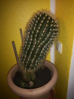 Großer Kaktus  Höhe 50cm  Umfang 80 cm  Kaktus ist über 20 Jahre Niedersachsen - Esens Vorschau