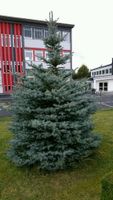 Weihnachtsbaum, Christbaum, Blaufichte, Fichte Bayern - Eschenbach Vorschau