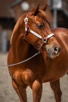 6-jährige Quarter Horse Stute direkt vom Züchter Nordrhein-Westfalen - Kerpen Vorschau