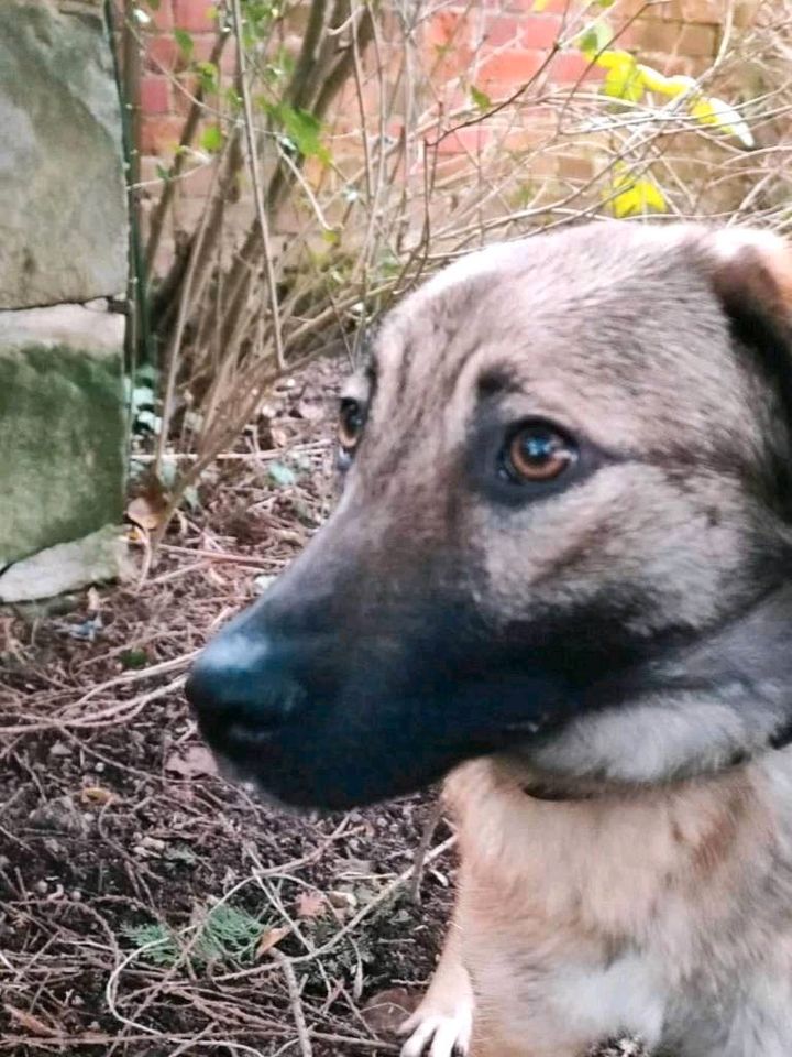 Süße PIPER ❤️ sucht ihre Familie! in Garbsen