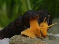 Baby Felsenschnecke Tylomelania Bad Doberan - Landkreis - Ziesendorf Vorschau